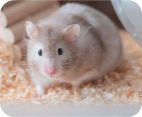 極小動物のイメージ