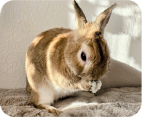 小動物のイメージ