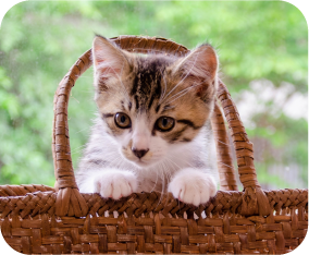 極小動物のイメージ